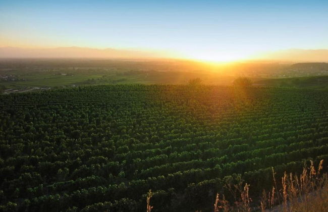 Holiday Apartment Monet in Oberrotweil - Foto 35