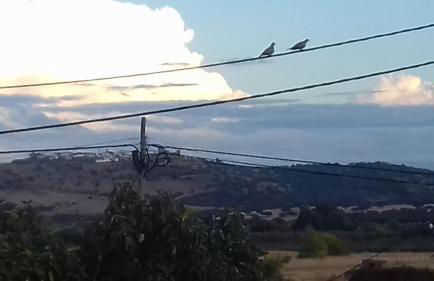 Painel de Monsaraz - Foto 50