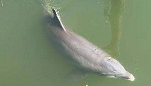 The Salty Cove IRB - Foto 5