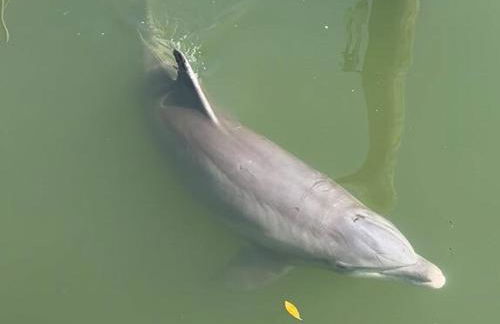 The Salty Cove IRB - Foto 5