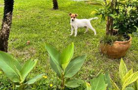 Fazendinha Parque Raposa - Foto 14