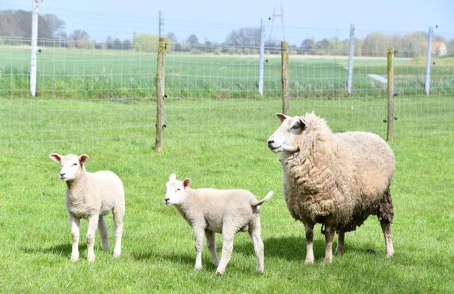 Apartment Nieuwpoort Near Sandy Beaches - Foto 27