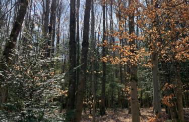 Lindners Hideaways - Gutshof Pine Retreat - Sauna - In Villa - Terrasse - Garten mit Rehgehege - Frühstück verfügbar - SKI - Arber - Osser - bis 5 Pers - Photo 59