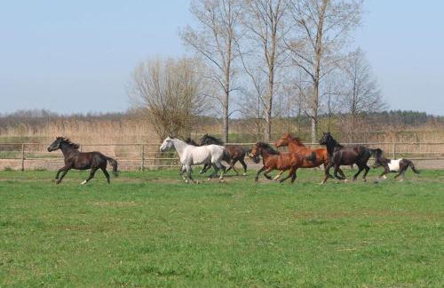 Rancho Colorado - Foto 14