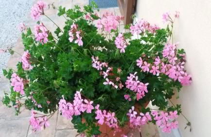 Tenuta Colverano - Foto 23