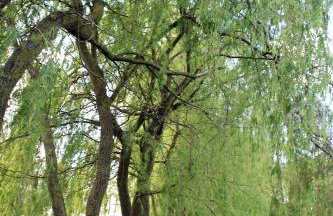 Domek w NABO - Foto 22