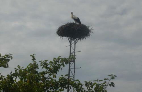 NEU Ferienwohnung Storchennest OG - Foto 4