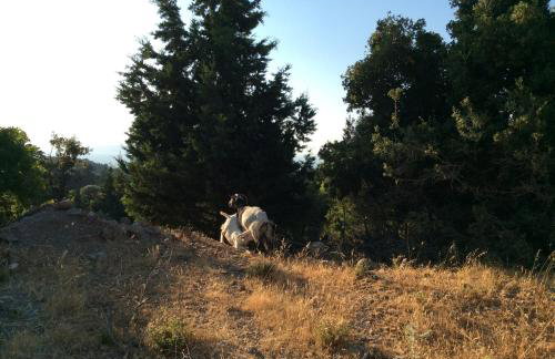 Chaihoutes stone House and Villa into Olive farm in Zia - Photo 45