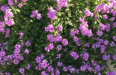 Aparthotel Residencia & Spa Parques Casablanca - Foto 60