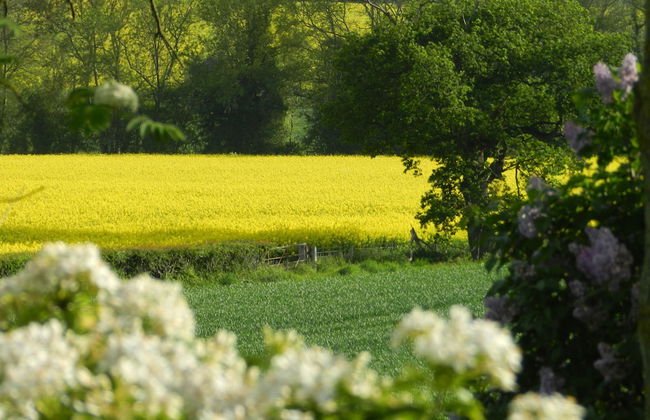 Cosy 5m Bell Tent Glamping in Rural Herefordshire - Foto 28