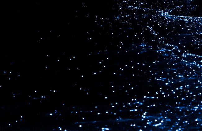 Bioluminescent Plankton Kayak Tour - Photo 10