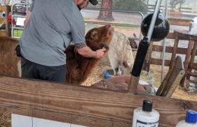 Highland Cow Glamping in a Cozy King Bed Wagon - Foto 18