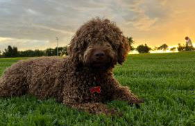 SAN BENITO LA CASA DE MIS ABUELOS - Foto 8