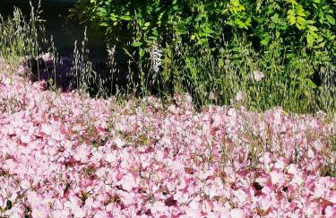 Metamorphosis - Halkidiki Apartment on the beach - Photo 7