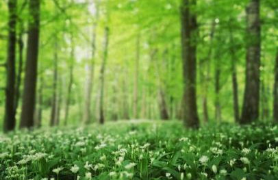 Siedlisko MiłoBrzózka - Photo 19