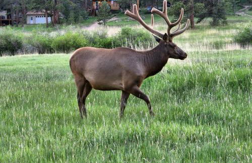 Cozy Mountain Home with Great Views, Deck & WiFi - Photo 36