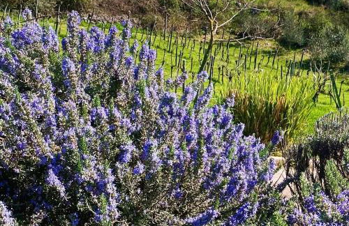 Villa Yucca Istra - Foto 50