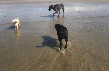 Cockleshell Chalet - Foto 6