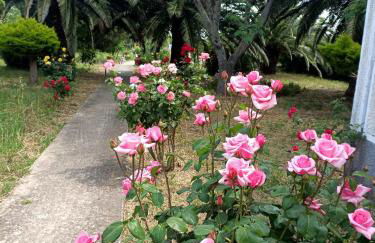 Anna Daniil Oasis Studios Skala Kallonis - Foto 52