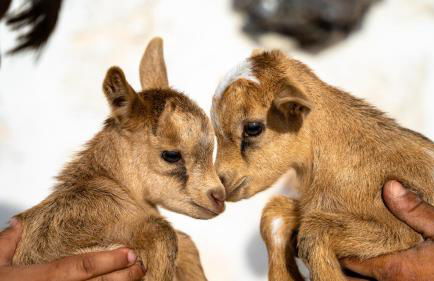 Zante Hidden Hills - Photo 24