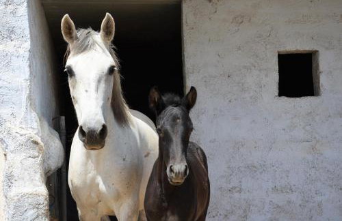 Vineyards Hill Villa - Foto 25