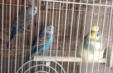 Agriturismo Barcola - Foto 14