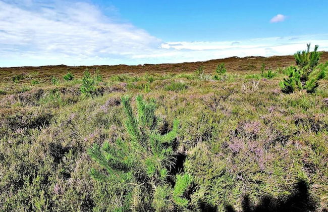 6 Person Holiday Home in Henne-by Traum - Foto 25