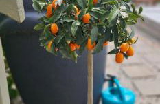 Cottage on the Hill - Foto 59