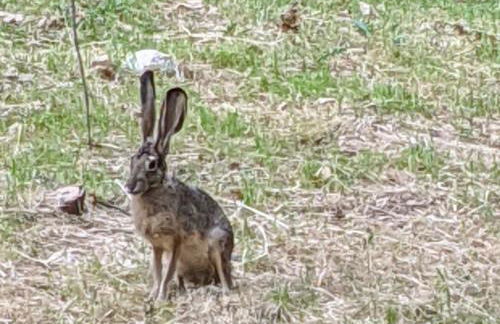 Breckenridge Chalet near Yosemite. Dog friendly! - Foto 9