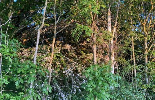 Riding Farm Cottages - Foto 74