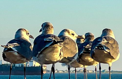 4BR Boutique Coastal Home, Walk to Beach and The Strand, Sleeps 10 - Foto 15