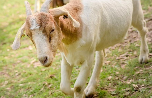 Nengshof - Haus Königskerze - Photo 24