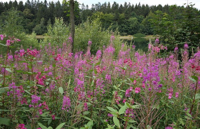 Waldsee Feriendienst - Foto 18