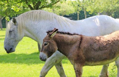 Maison de charme à Monnai, animaux acceptés, jardin et terrasse - FR-1-497-214 - Foto 36