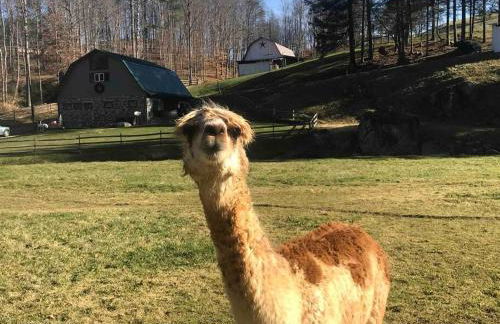 Barn Vibes + Petting Zoo + Hot Tub! - Foto 37