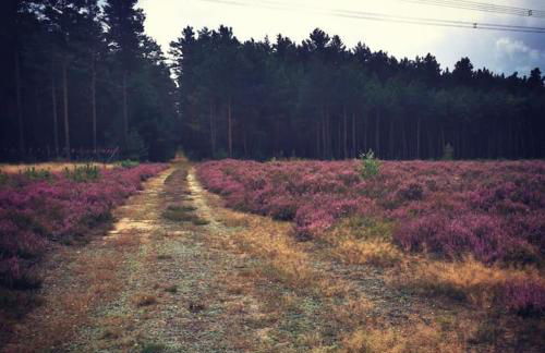 Gästesuite am Waldrand, Ausstieg auf Zeit - Foto 21