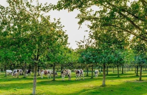 Studio du Mesnil - Photo 13