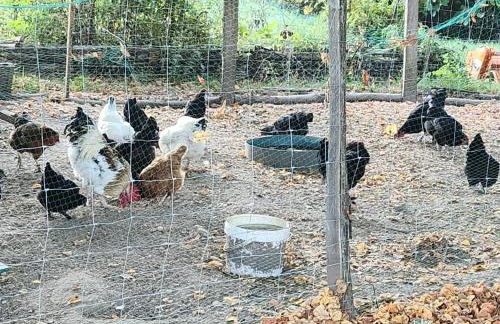 Gîte chaleureux près de la Dordogne - FR-1-616-499 - Foto 10