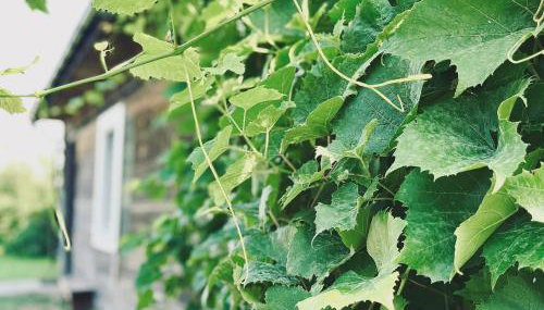 Bliska Wioska- Dom - Foto 3