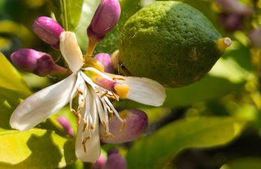 Il giardino sull'isola - Appartamento - Bergeggi - Foto 33