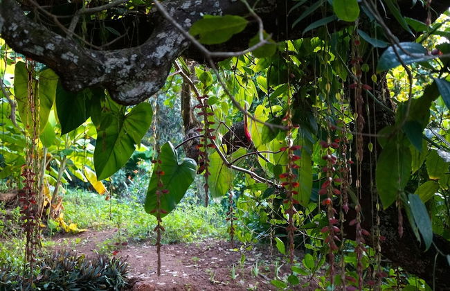 Khaama Kethna Wellbeing Retreat Centre - Foto 78