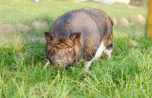 Ferienhof Schulz - Foto 18