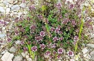 Apartman Milanko - Foto 34