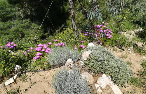 Πέτρα, Ελιά και Λεβάντα - Foto 64