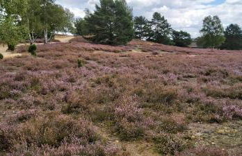 Ferienhof-Jameln-Lueneburger-Heide - Foto 35