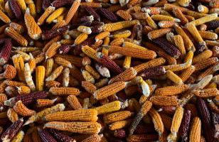 La Noce di Creta - Foto 70