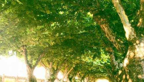 Patio de las Flores - Foto 4