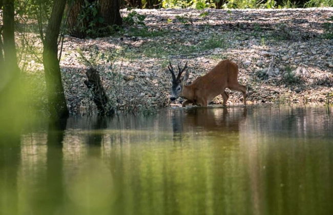 Apartment in Katel Gomilica Near Beach - Foto 41