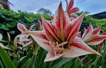 Apartments Fantazija Rovinj - Foto 16