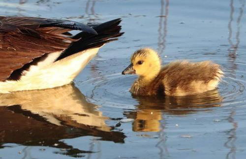 Central Village flat, close to beach - Foto 11